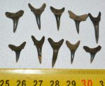 Carcharias acutissima 10 pieces shark tooth