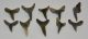 Carcharias acutissima 10 pieces shark tooth