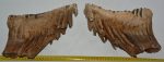   Mammuthus primigenius alsó fog párban (5140 gramm) gyapjas mamut