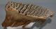 Mammuthus primigenius alsó fog párban (5140 gramm) gyapjas mamut