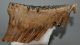 Mammuthus primigenius alsó fog párban (5140 gramm) gyapjas mamut