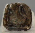 Prodeinotheriom bavaricum upper (P4) tooth