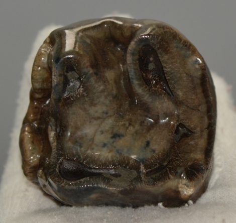 Prodeinotheriom bavaricum upper (P4) tooth