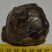 Prodeinotheriom bavaricum upper (P4) tooth