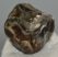 Prodeinotheriom bavaricum upper (P4) tooth