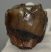Prodeinotheriom bavaricum upper (P4) tooth