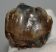 Prodeinotheriom bavaricum upper (P4) tooth