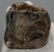 Prodeinotheriom bavaricum upper (P4) tooth