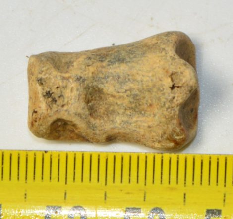 Ursus spelaeus toe bone (21,5 mm)