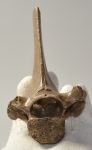  Equus sp. partial vertebra
