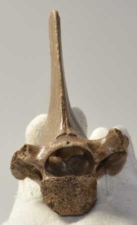  Equus sp. partial vertebra