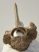  Equus sp. partial vertebra