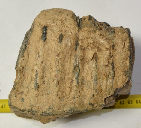 Mammuthus meridionalis részleges fog (1852 gramm)