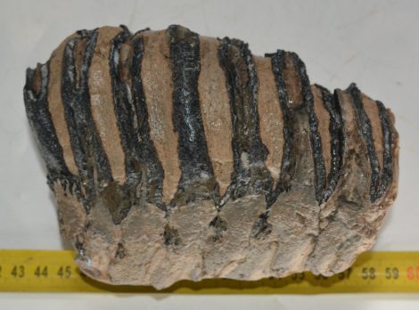 Mammuthus meridionalis partial tooth (1200 grams) SOLD (E) 10