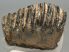 Mammuthus meridionalis partial tooth (1200 grams) SOLD (E) 10
