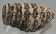 Mammuthus meridionalis partial tooth (1200 grams) SOLD (E) 10