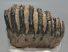 Mammuthus meridionalis partial tooth (1200 grams) SOLD (E) 10