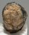 Mammuthus meridionalis partial tooth (1200 grams) SOLD (E) 10