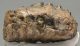 Mammuthus meridionalis partial tooth (1200 grams) SOLD (E) 10