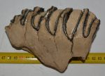 Mammuthus sp. részleges fog (815 gramm)