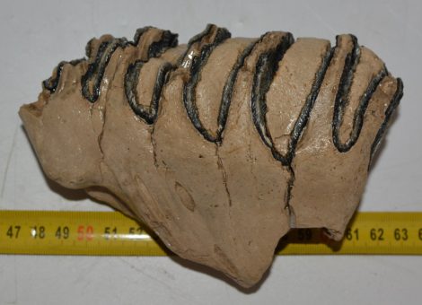 Mammuthus sp. részleges fog (815 gramm)