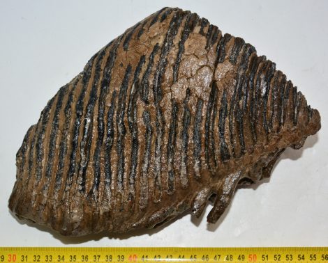 Mammuthus primigenius fog (3446 gramm) Gyapjas mamut