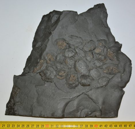 Inocerasmus dubius fossil from Ohmden (1126 grams)