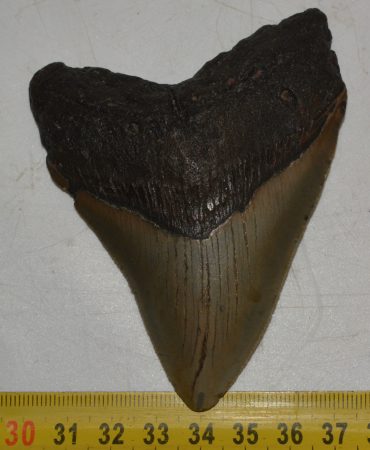  Otodus megalodon shark tooth from Florida (86 mm)