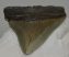  Otodus megalodon shark tooth from Florida (86 mm)