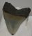  Otodus megalodon shark tooth from Florida (86 mm)