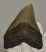  Otodus megalodon shark tooth from Florida (86 mm)