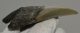  Otodus megalodon shark tooth from Florida (86 mm)