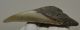  Otodus megalodon shark tooth from Florida (86 mm)