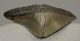  Otodus megalodon shark tooth from Florida (86 mm)