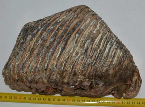 Mammuthus primigenius felső fog (4596 gramm)