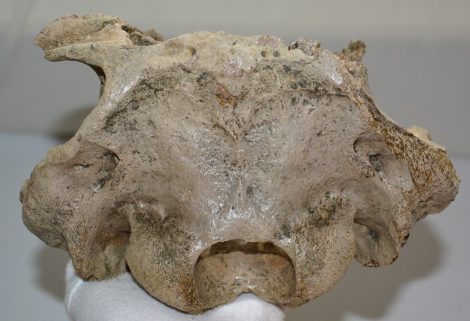 Bison sp. partial skull bone (1373 grams)
