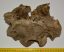 Bison sp. partial skull bone (1373 grams)