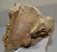 Bison sp. részleges koponya csont (1373 gramm)