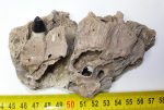   Részleges Aligátor maxilla egy darab egész foggal Floridából