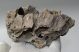 Részleges Aligátor maxilla egy darab egész foggal Floridából