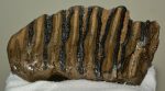Mammuthus meridionalis részleges fog (435 gramm)