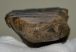 Mammuthus meridionalis részleges fog (435 gramm)