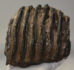 Mammuthus meridionalis részleges fog (3457 gramm)