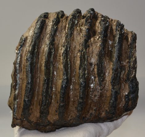 Mammuthus meridionalis részleges fog (3457 gramm)