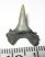 Lamna nasus shark tooth (16,5 mm)