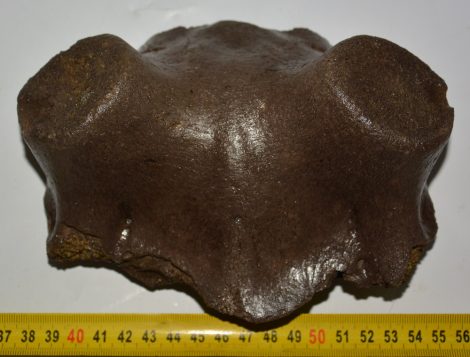 Szarvas részleges koponya csont (896 gramm)