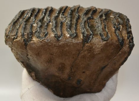 Mammuthus meridionalis részleges fog (1720 gramm)