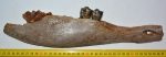 Bison priscus partial jaw (357 mm)