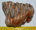 Mammuthus primigenius részleges fog (834 gramm)