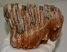 Mammuthus primigenius partial tooth (834 grams)